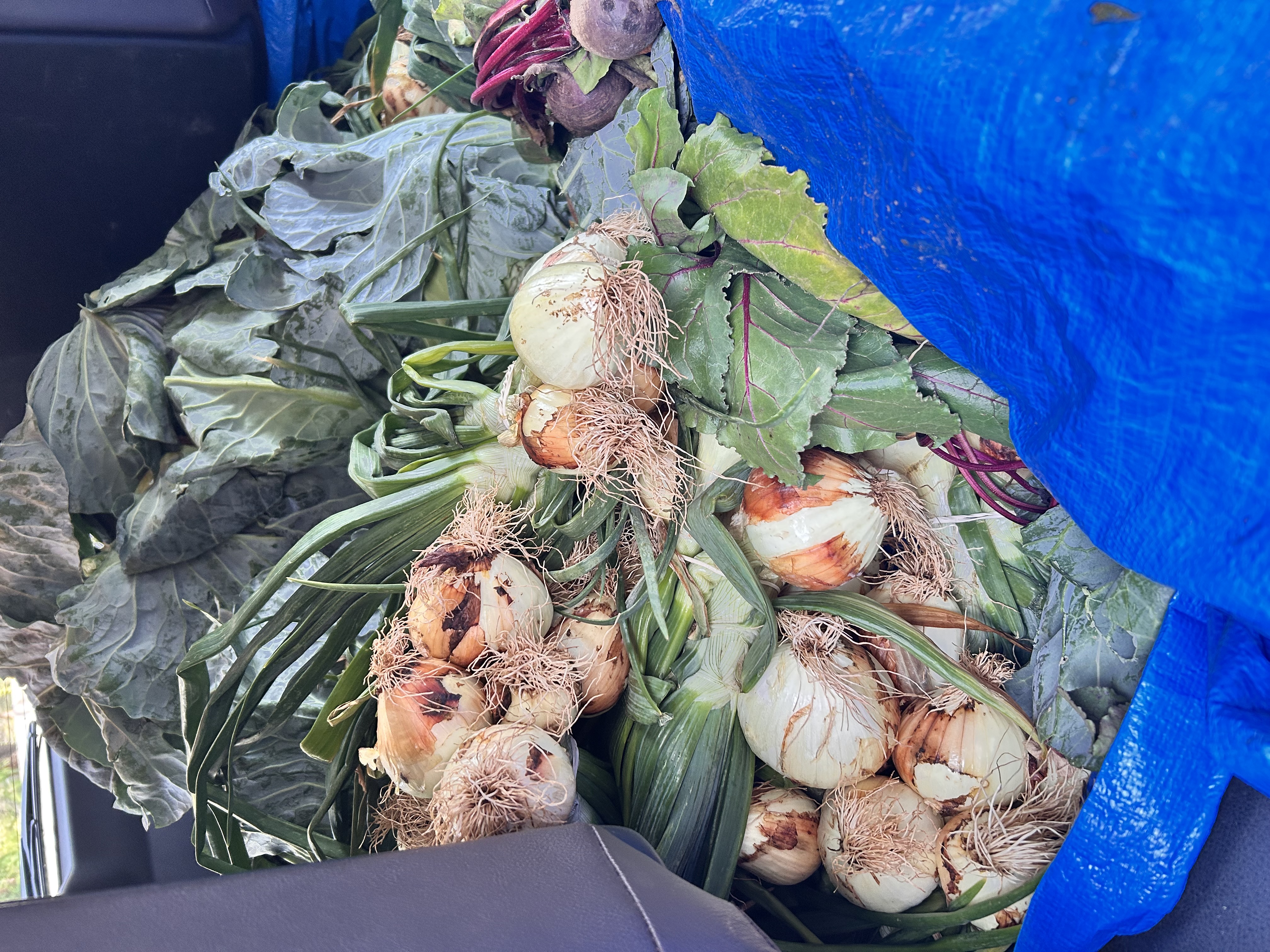 Borehole watered green onions