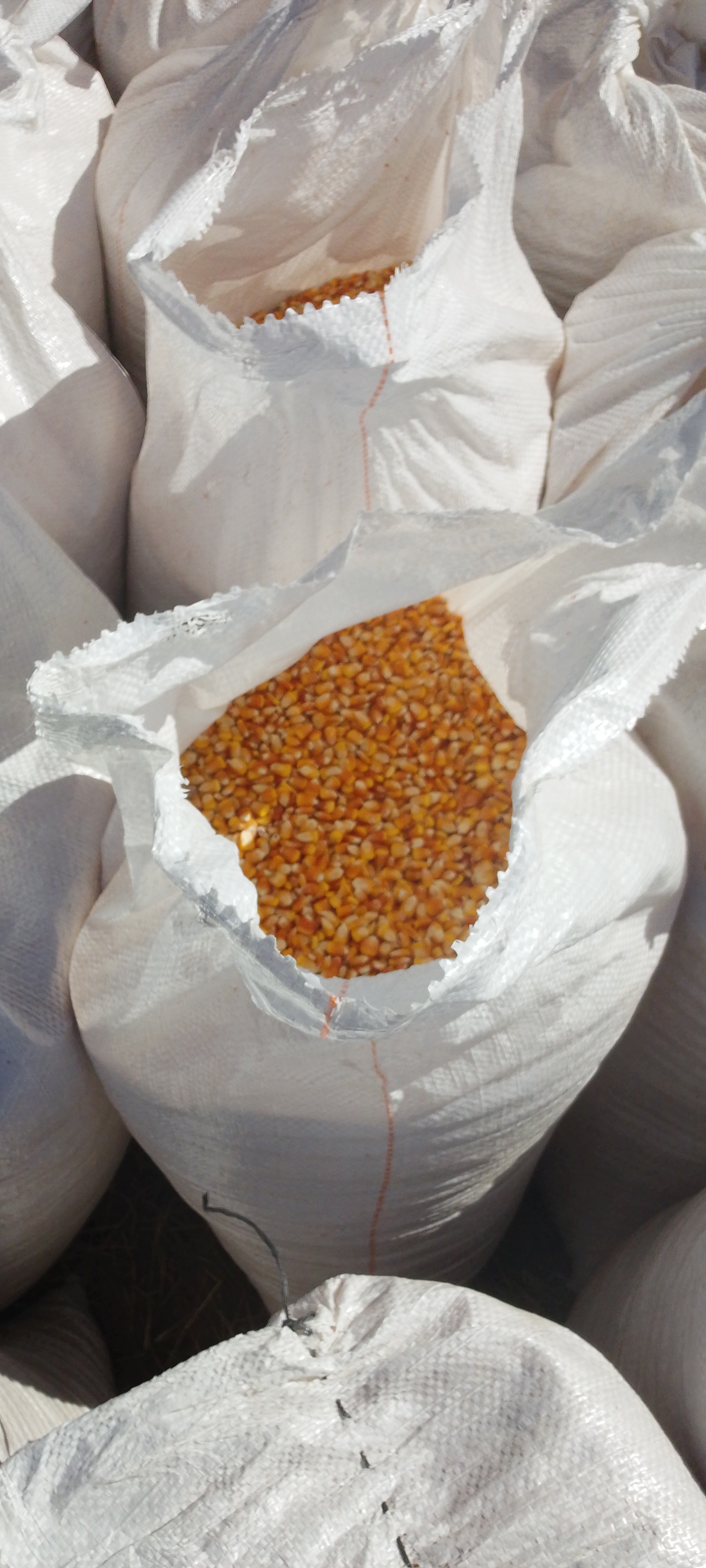 Yellow Maize