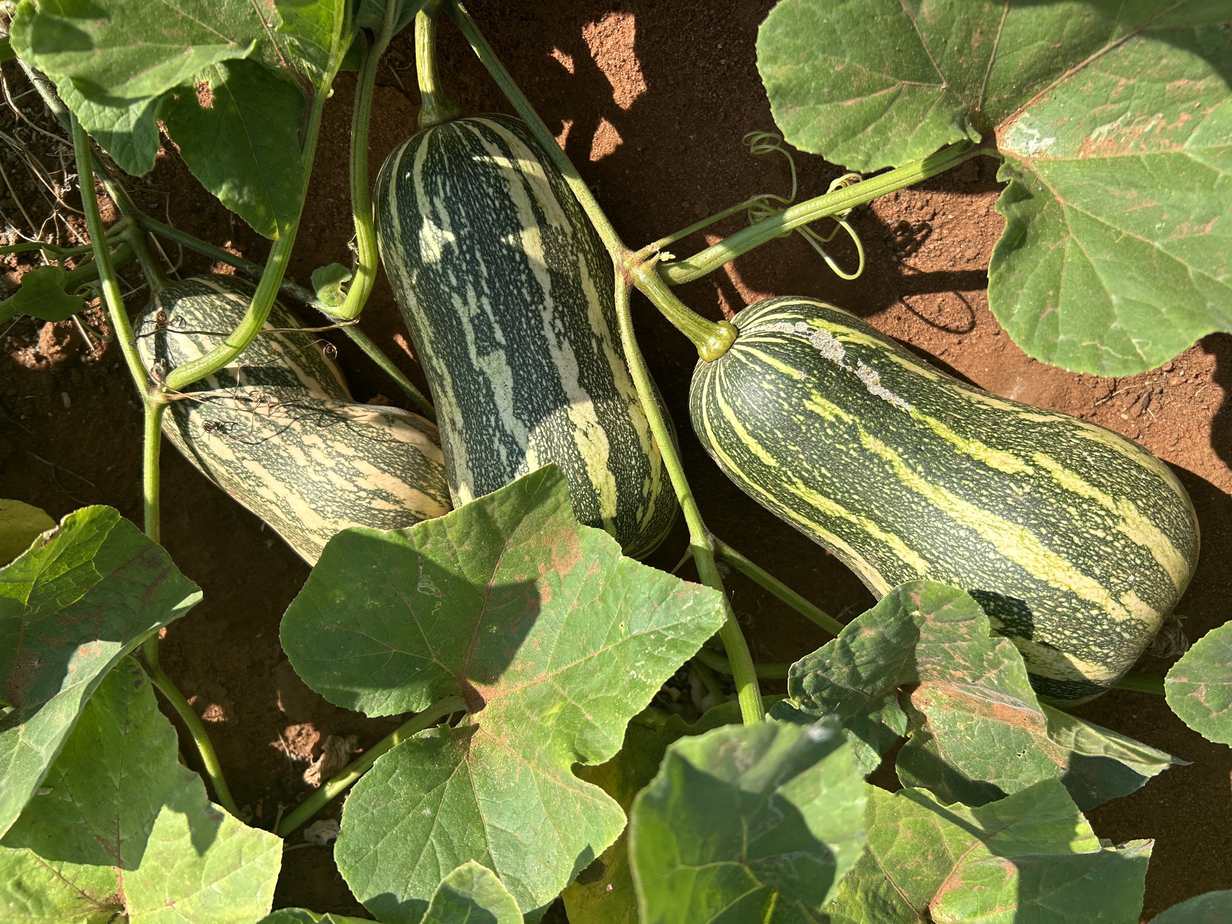 Barbara butternut