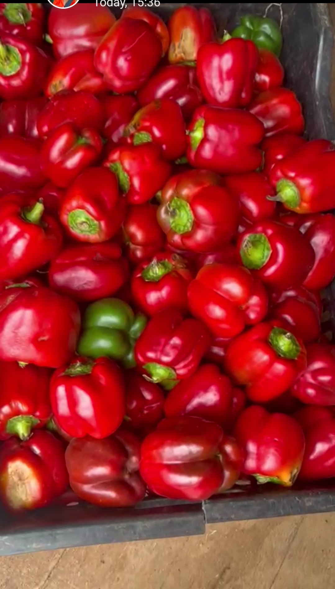 Bundle of red pepper