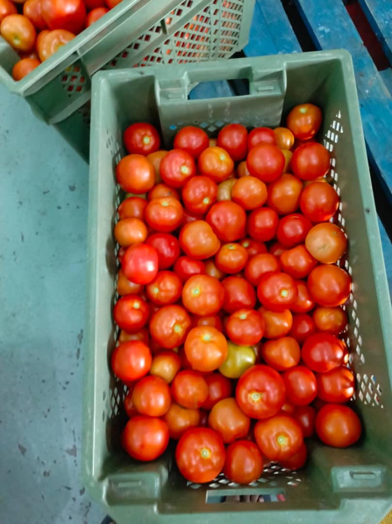 Box of tomatoes P60, 1kg P13