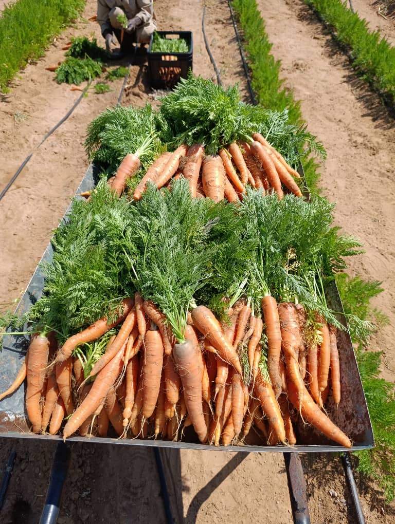 carrots bundle at P15 per kg