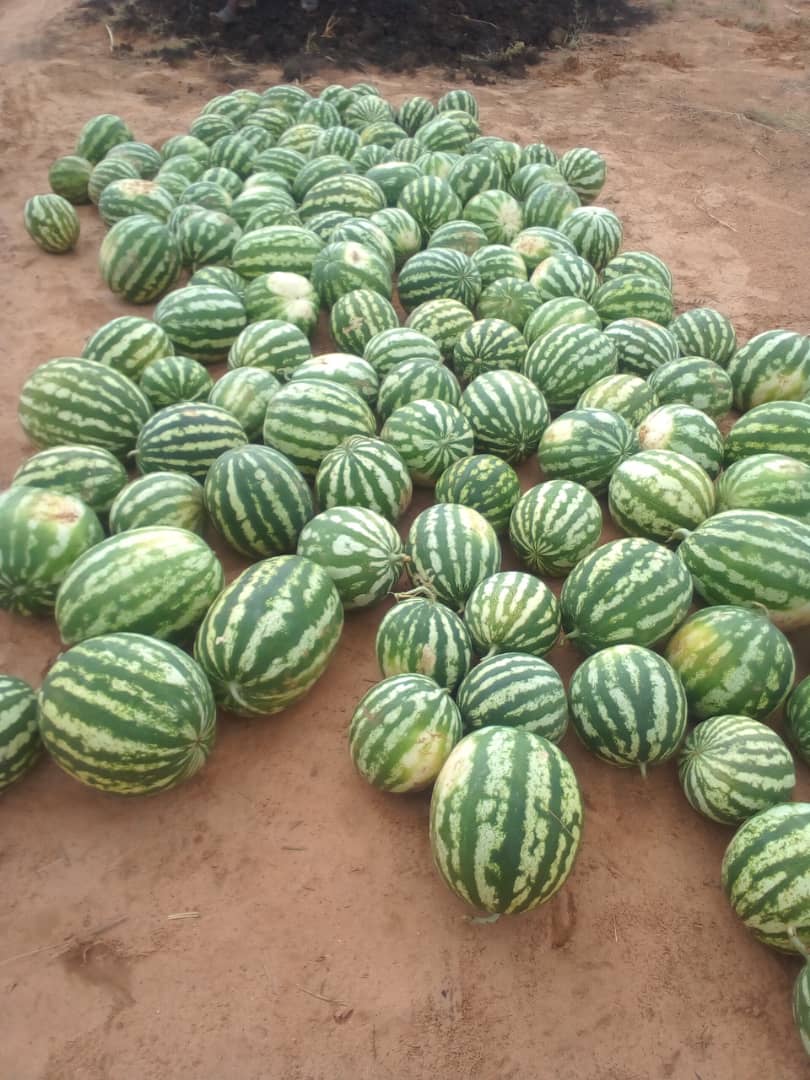 Sweet Watermelons, Ranges from 30-90. Delivery can be arranged