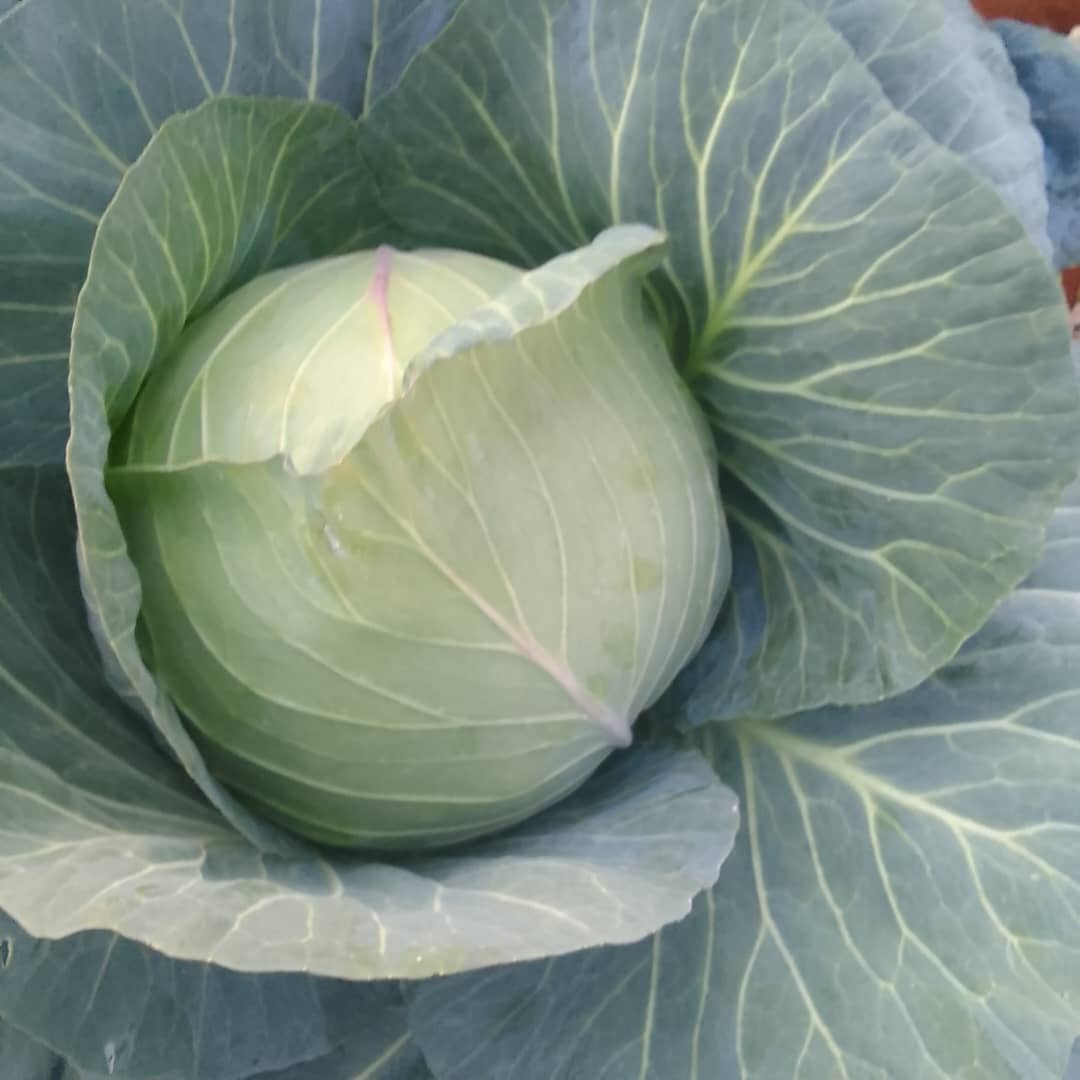 Fresh from farm cabbage @P10 per head