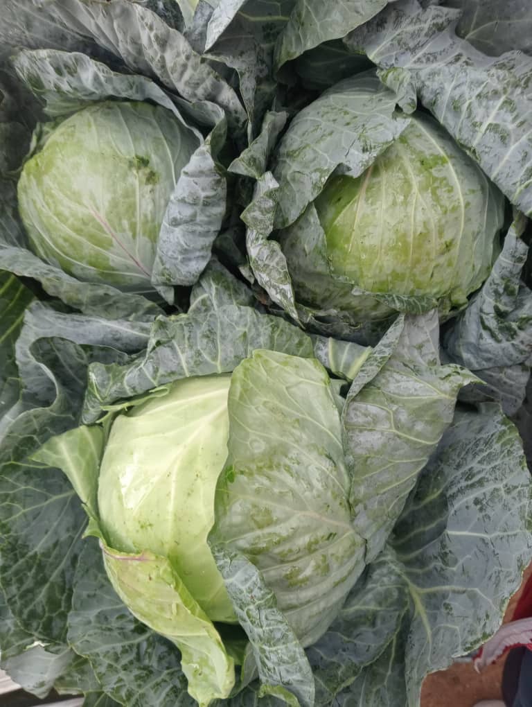 Cabbage  P15 per head