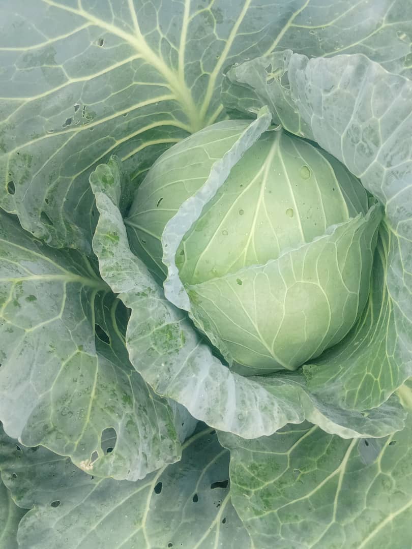 Cabbage 8p head