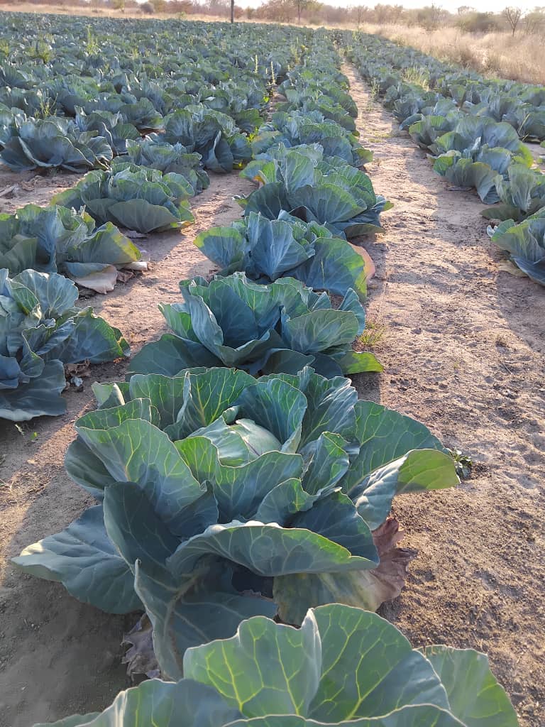Cabbage at P10 farm gate and from P15 pula delivery