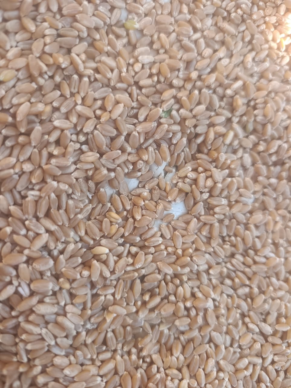 Wheat