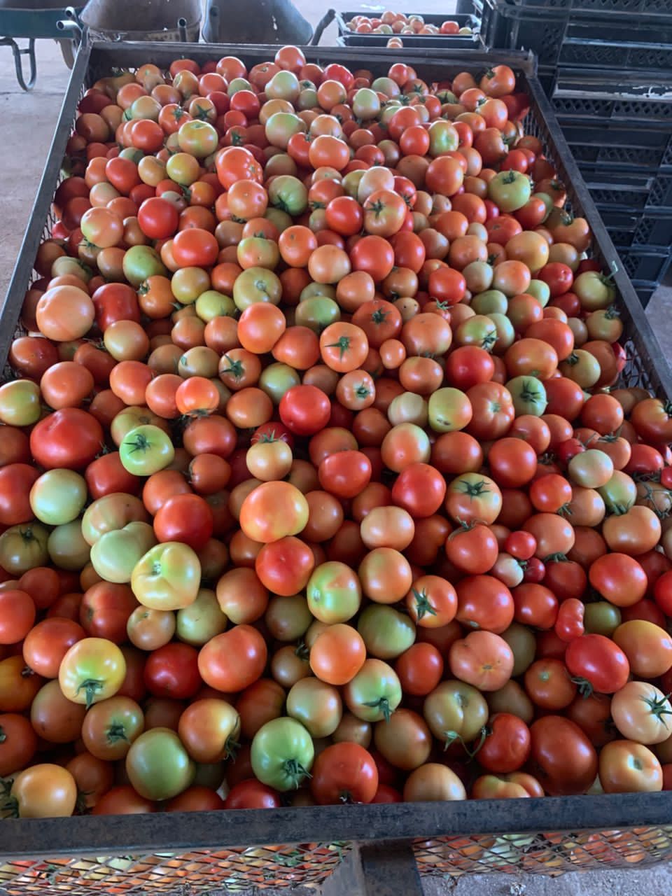 Fresh tomatoes from farm this week, @P15 per pack, P300 a crate
