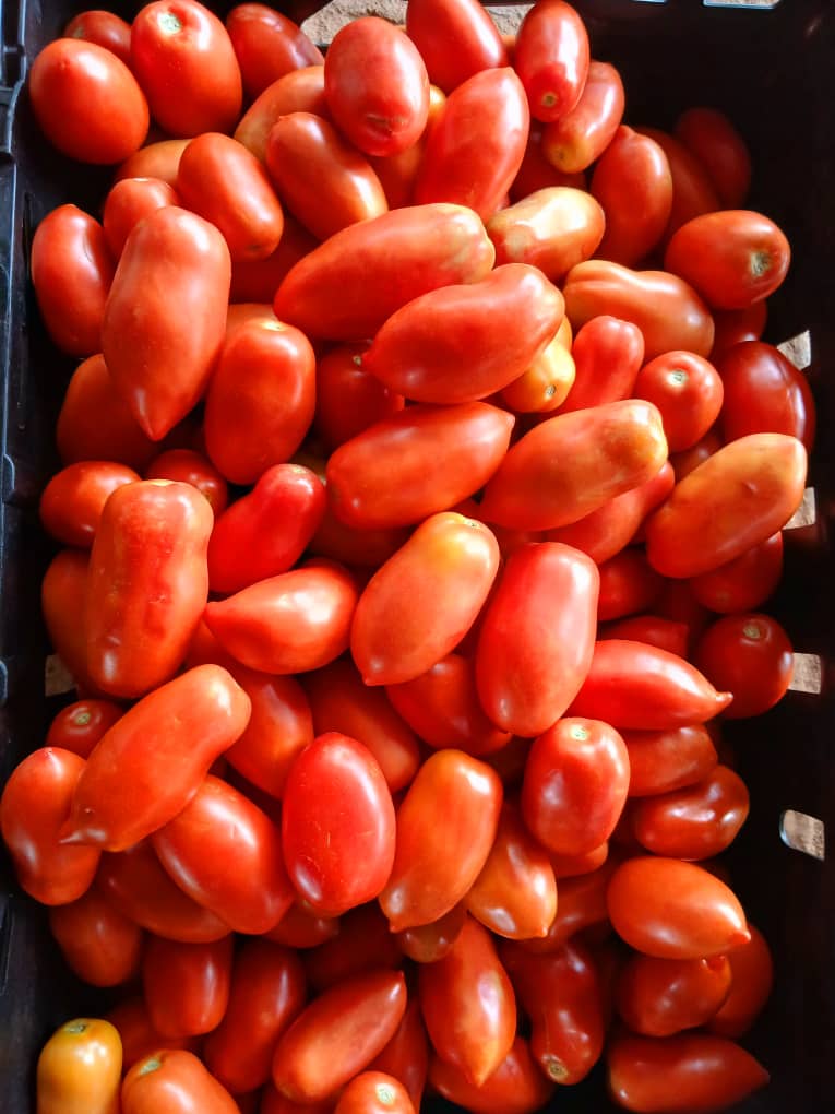 First Class Roma Tomato P200/crate