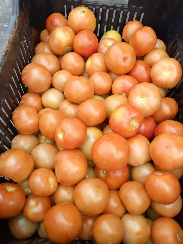 Tomato P15 per kg