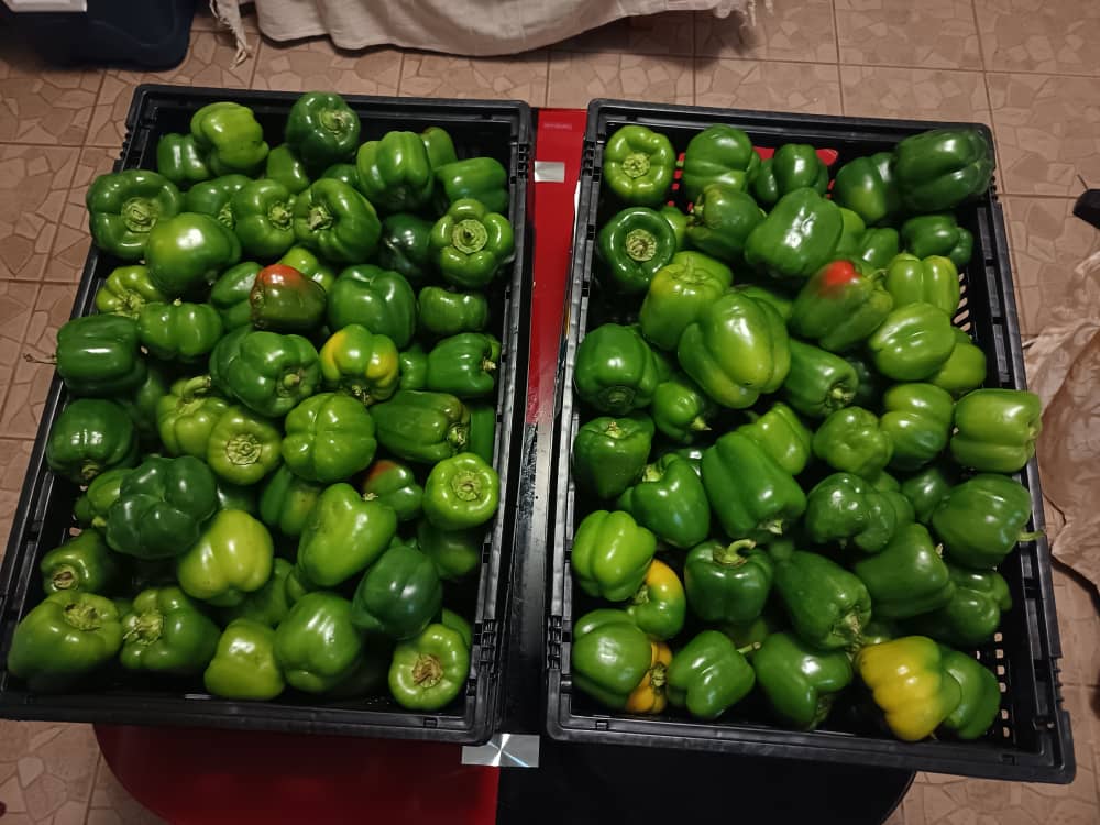 14kg crate of green pepper @P200