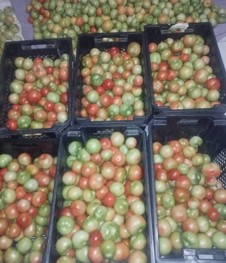 Tomatoes ,Crate P150, Box P60, Bucket 20L P90 