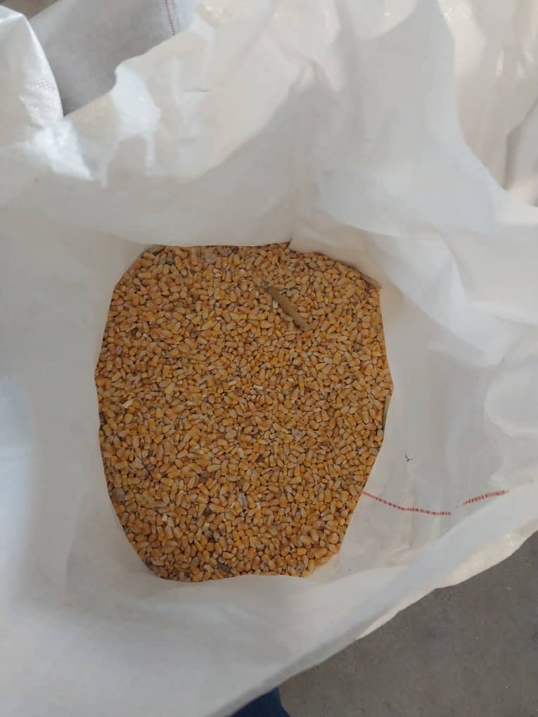Yellow Maize