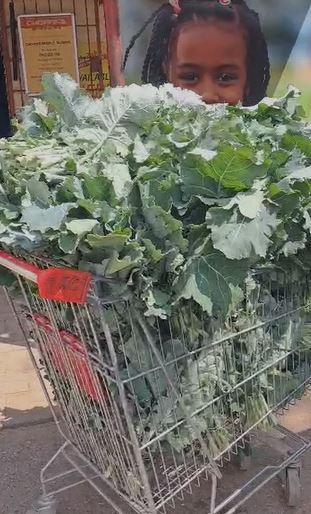 Rape ready  to harvest (P10 large bundle)
