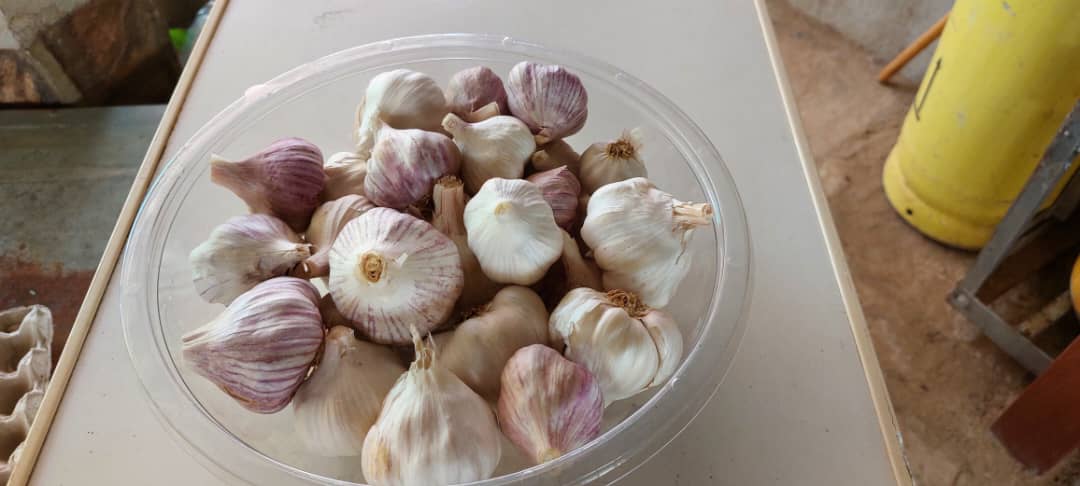 Fresh  Rwandese White & Egyptian pink garlic P85 per kg