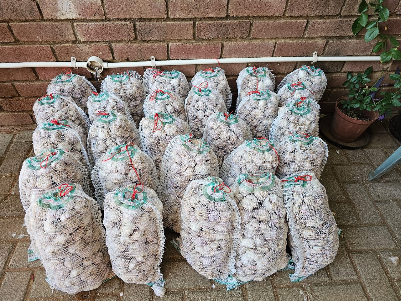 Fresh Garlic available in Tlokweng P100 per 1kg