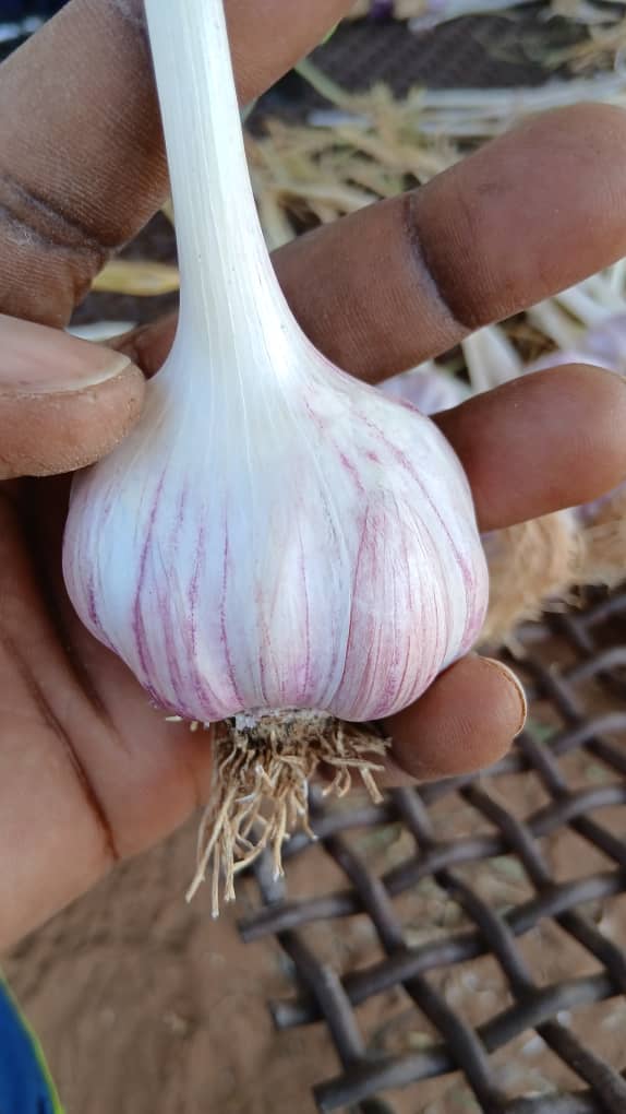 Egyptian Pink Garlic for seeds at P85.00 per kg for up to 100kgs and at P80.00 for orders above 100kgs.