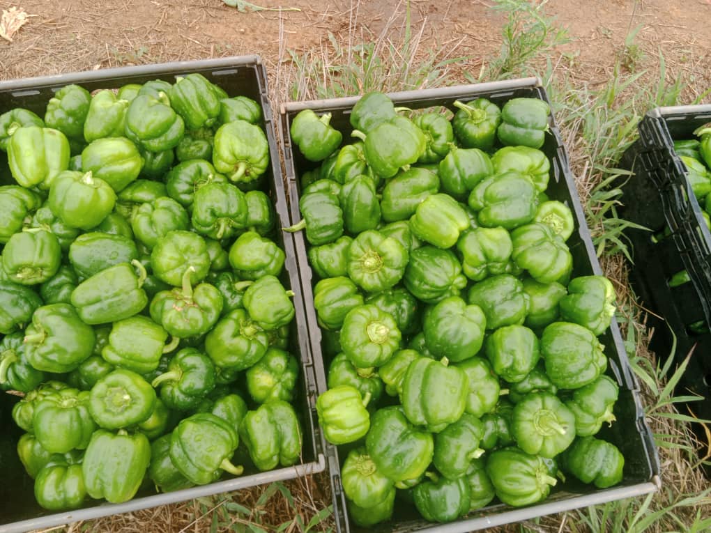 Green pepper 120p crate