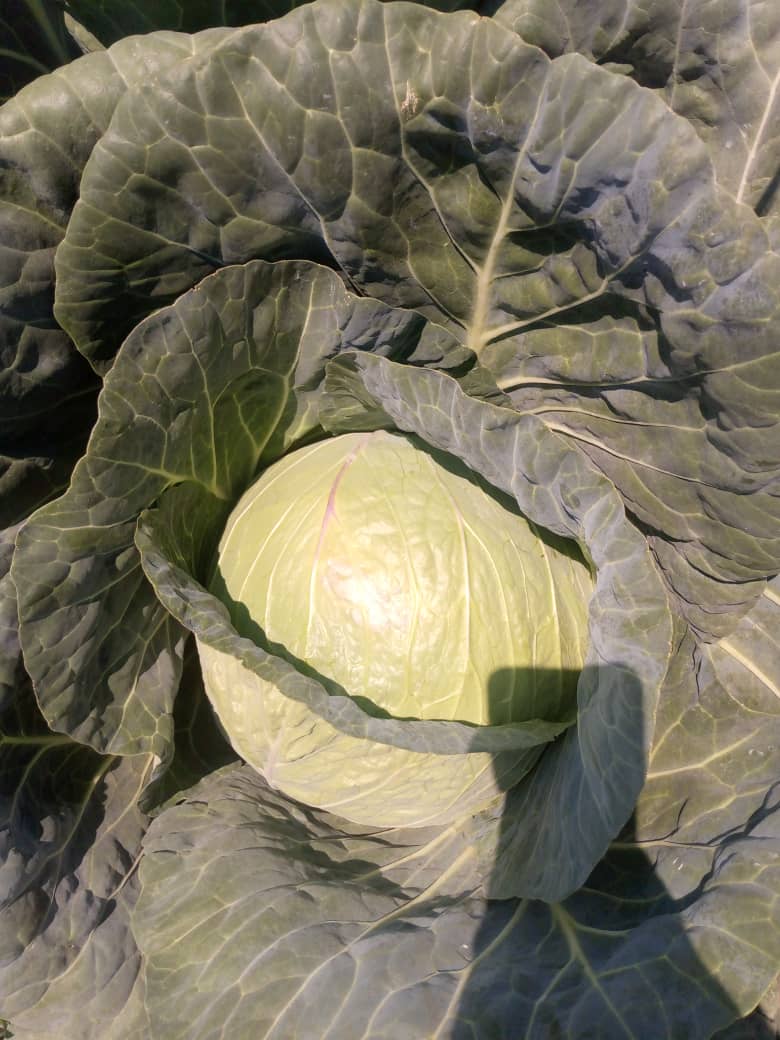 Green/White Cabbage 3kg P8