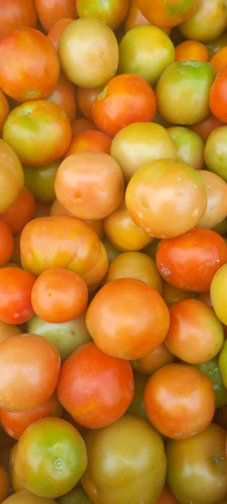  Harvesting 1.5 ton next week 2 tons of tomatoes. P300 crate, P16/kg