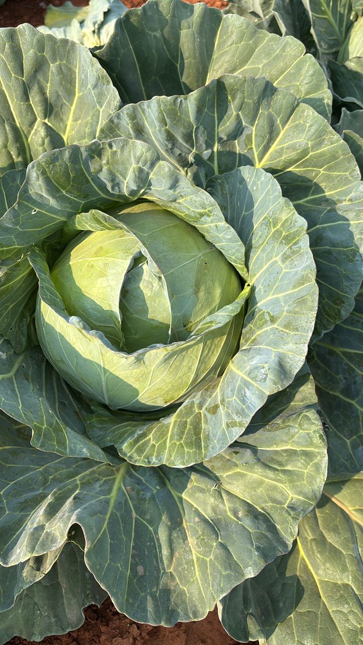 farm cabbage @P7 per head