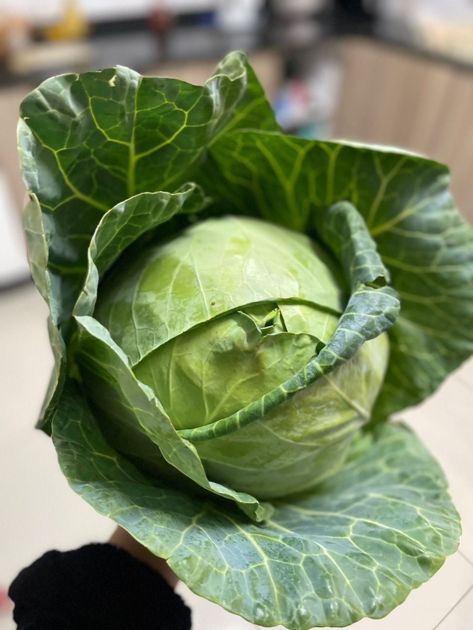 Fresh from farm cabbage @P15 and negotiable for bulk buyers