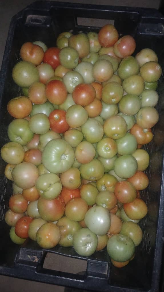Tomatoes available *20/22kg crate(clover) at P200, 30kg crate @P300