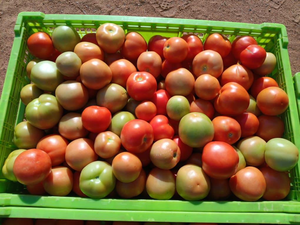 8 crates available for sale @250 each and P15 per kg