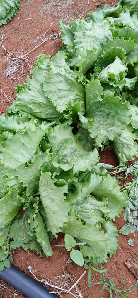Iceberg lettuce P8.00