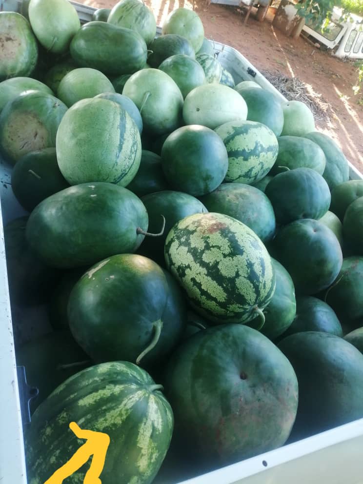 Tswana watermelon for bulk buyers, 1.2 van 1.5 matshelonyana