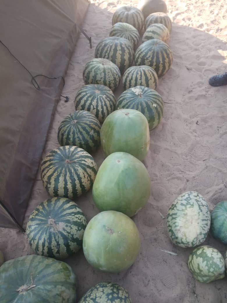 Marotse for sale, you can come and buy as a load and collect for your self. price range from Between P30 and P40