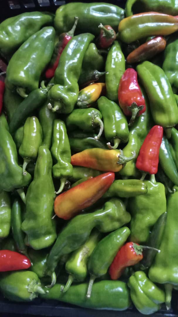 Mixed Chillies ( sweet plus Hot) @P11 per pack, Mixture of Habanero/Mexican/ ghost pepper