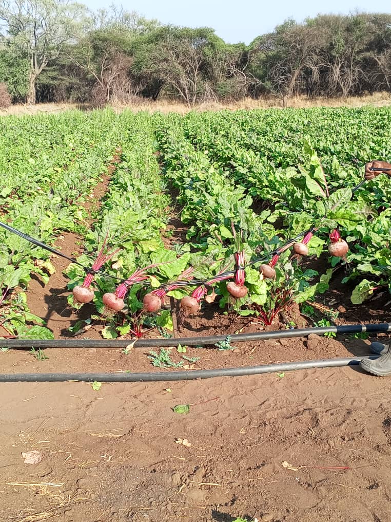Farm beetroot @P6 per kg for bulk buyers. Delivery is available for bulk buyers