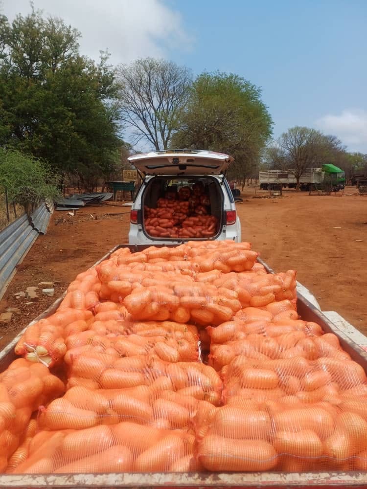 Sweet butternut for sale.  P70 for 10kg & P45 for 7kg, @Francistown