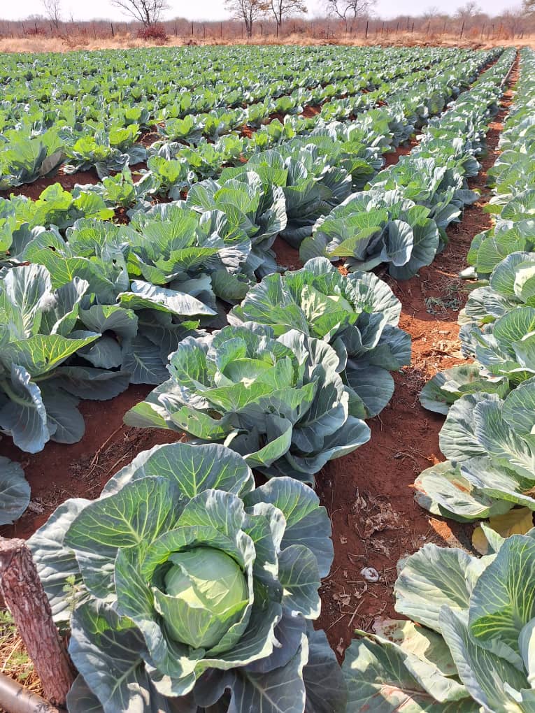 Novoton cabbage @ P18.00 collecting at farm or P20.00 per head when delivering