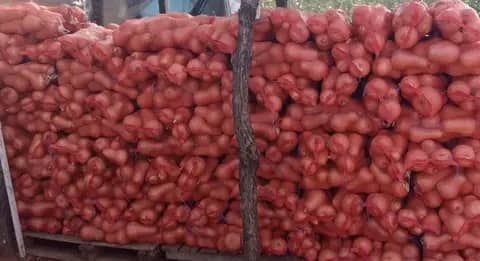 Butternut 7kg @ P45.00 bulk price