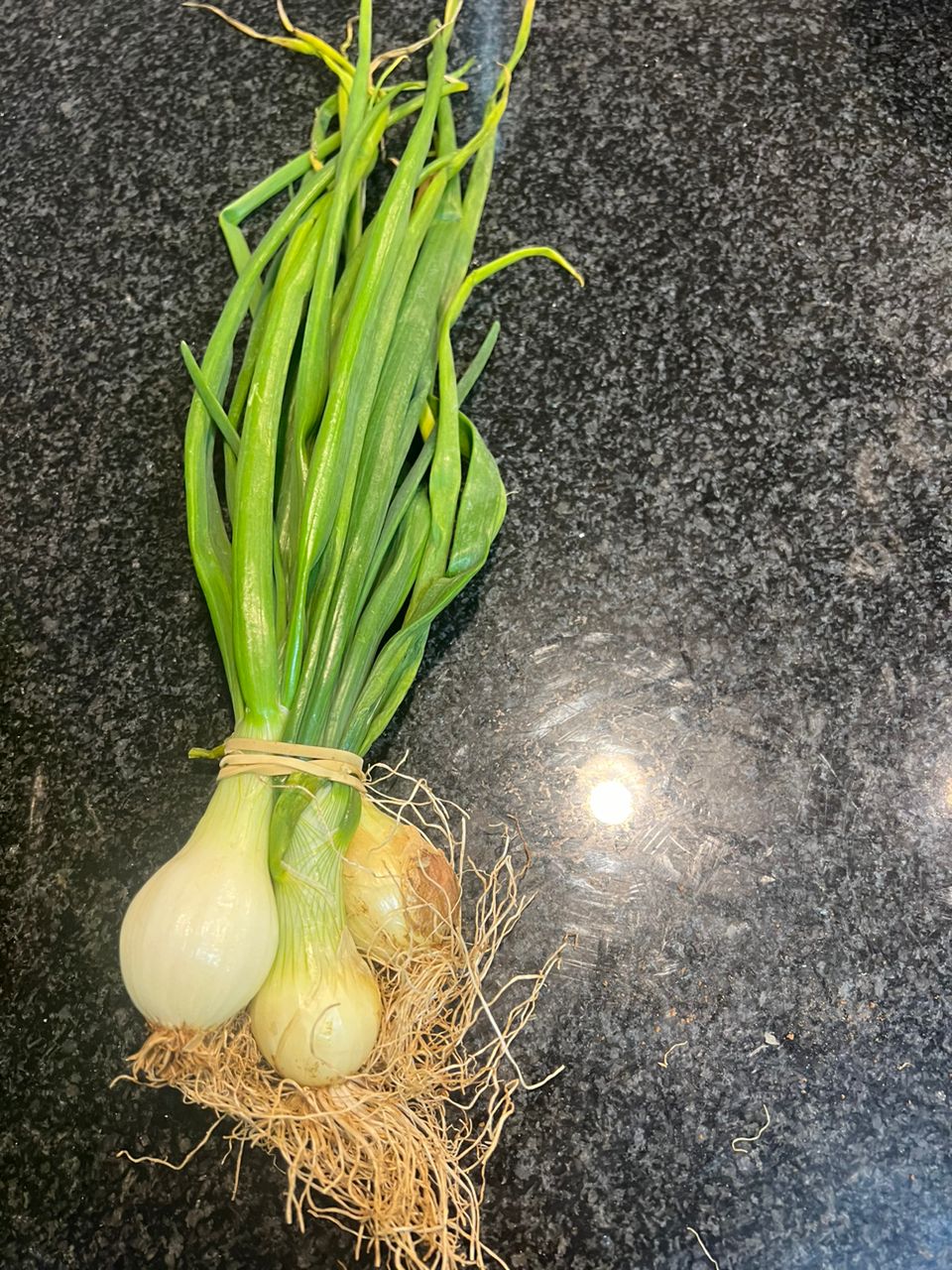 Spring onions @P5 per bundle
