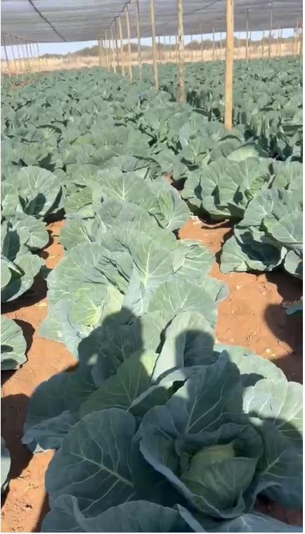 Cabbage @P10 per head