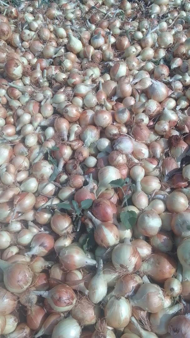 ONIONS  Large P80, medium P100, small P65