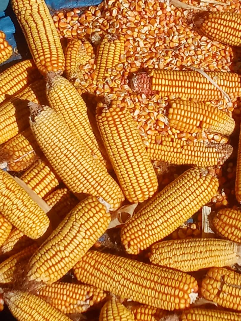 Yellow Maize