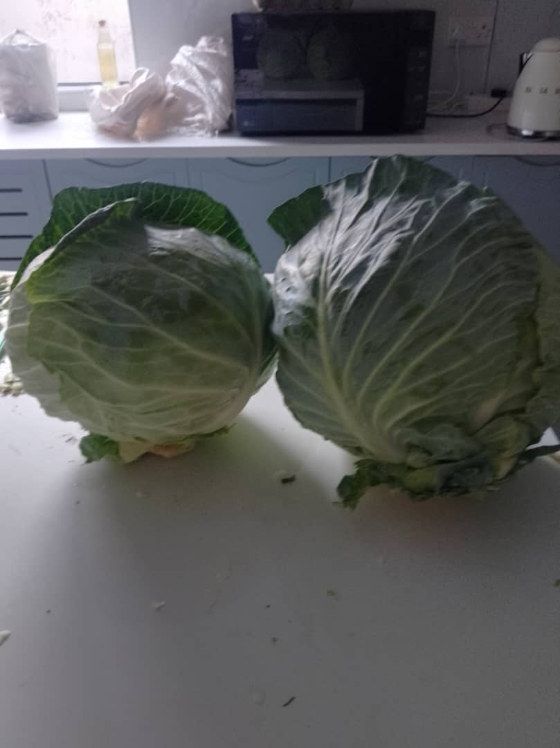 Fresh from farm cabbage @P10 per head