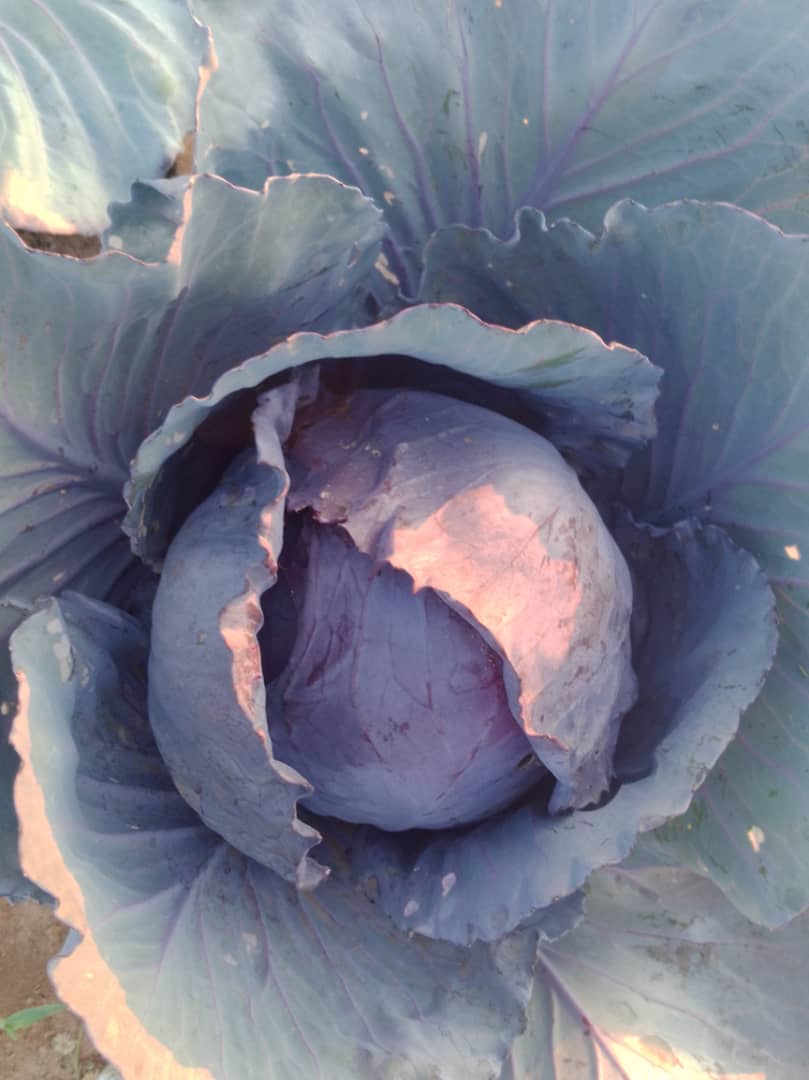 Red and whte Cabbage available to supply at P12 and P15