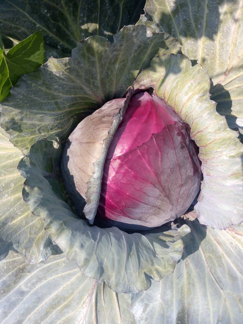 Red Cabbage 1.2kg P10