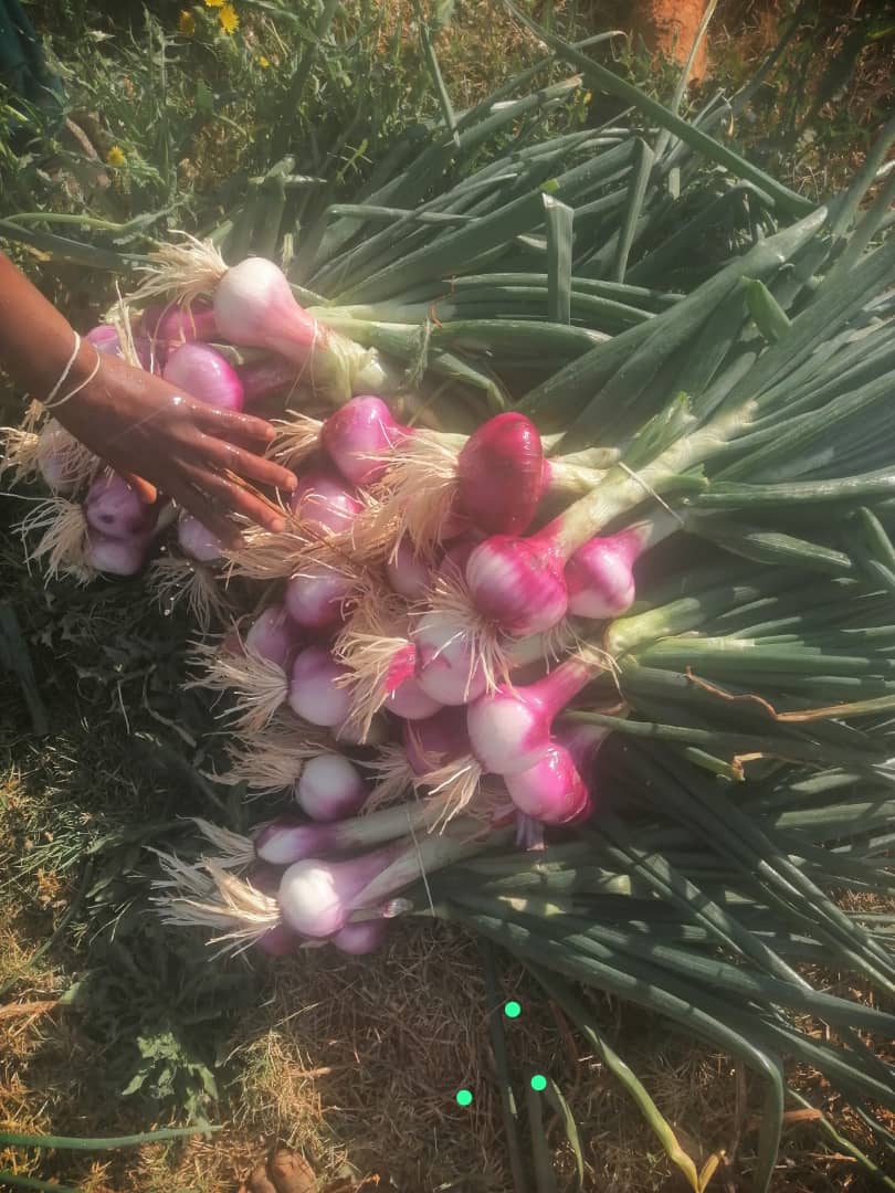 Red Onion for Sale @ P5 a bunch of good 6