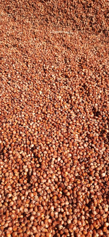 Sorghum