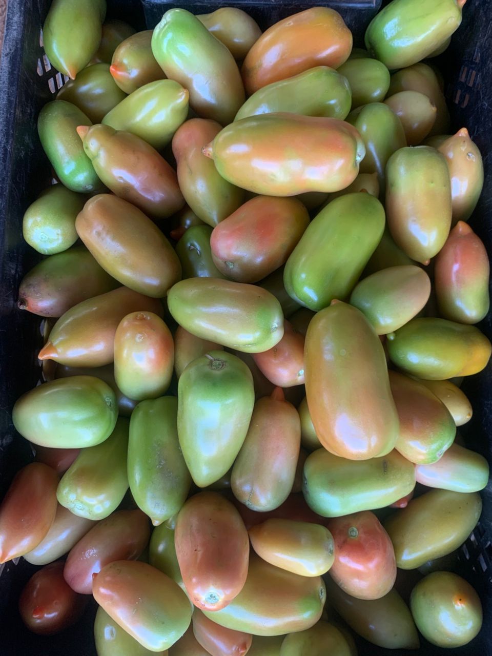 Roma Tomato P14 per kg
