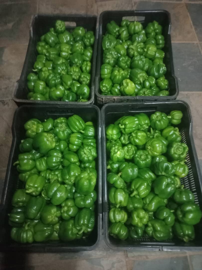 Green pepper P18 per kg. P200 a crate