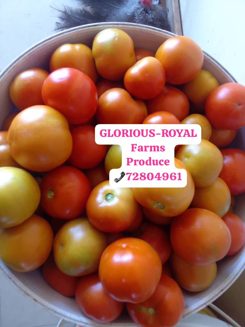 Tomatoes, P150 bucket