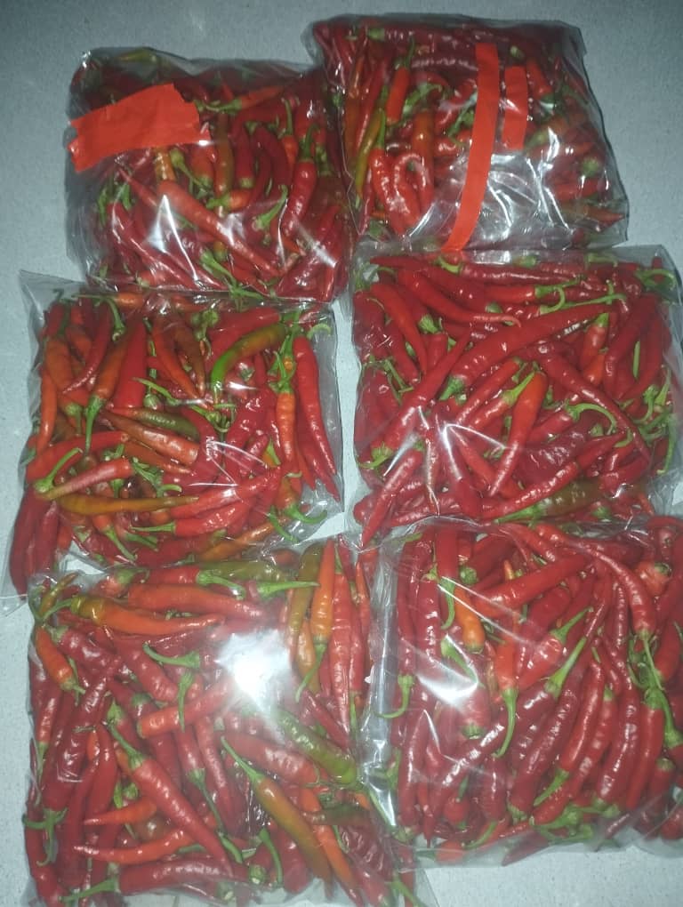 Chillies for 500gms@P30.00, 1kg @P60.00, 20L bucket@P200.00